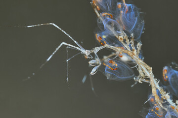 Caprellidae skeleton shrimps amphipods ghost shrimps