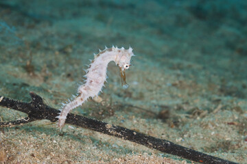 Hippocampus histrix white spiny seahorse thorny seahorse