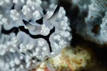 Phyllidiopsis shireenae sea slug nudibranch macro portrait