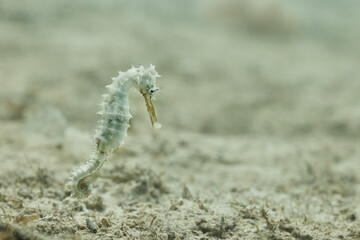 Hippocampus histrix white spiny seahorse thorny seahorse