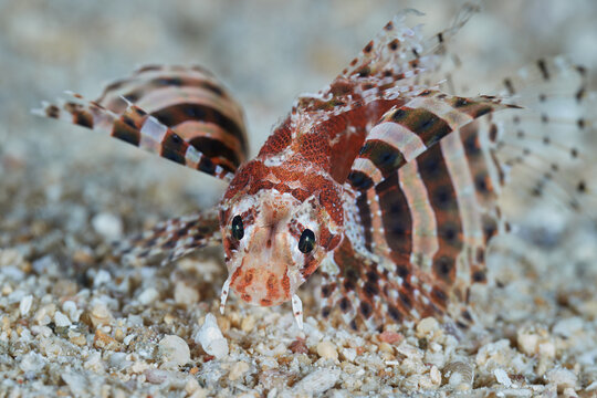 Dendrochirus zebra zebra turkeyfish zebra lionfish