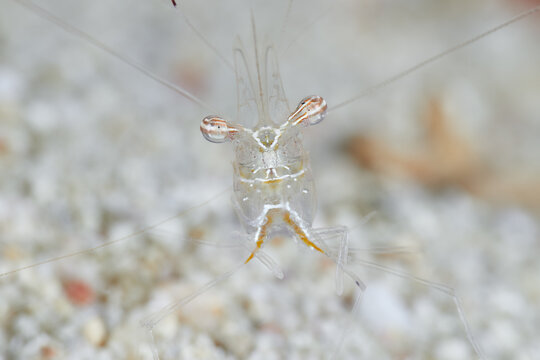 Palaemon elegans rockpool shrimp macro portrait