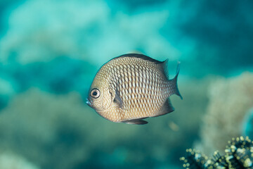 Dascyllus albisella Hawaiian dascyllus, Hawaiian domino, Domino damselfish, or white-spotted damsel