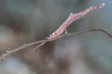 Ocellated Tozeuma lanceolatum shrimp macro portrait