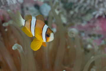 Naklejka na ściany i meble Orange-fin anemonefish Amphiprion chrysopterus clown fish