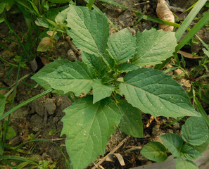 Obraz premium Solanum Nigrum plant indian macoy plant outdoor activities natural beauty photography India