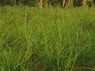 Fototapeta premium green grass in the wind 