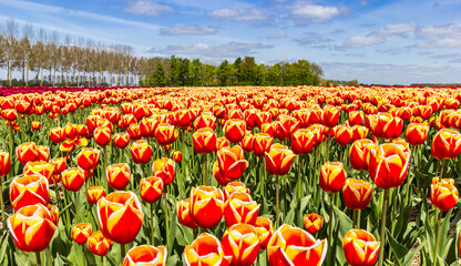 Red and yellow tulips blooming in the field