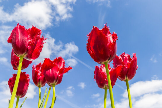 Red fringed tulips against a blue sky