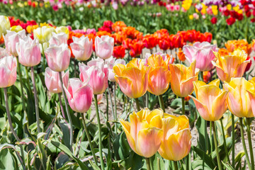 Yellow and pink tulips in a flowerbed - obrazy, fototapety, plakaty