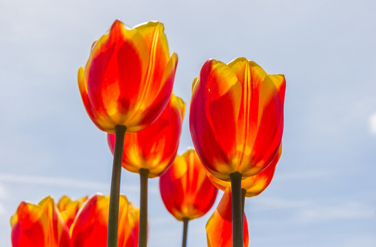 Vibrant yellow and red tulips in the spring