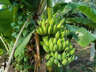 Banana, fruit of the genus Musa, one of the most important fruit crops of the world.
