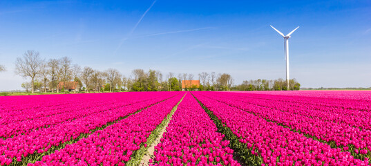 Panorama of purple tulips and a wind turbine in Noordoostpolder