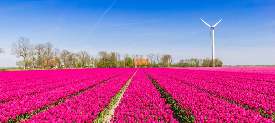 Foto op Plexiglas Panorama of purple tulips and a wind turbine in Noordoostpolder © venemama