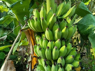 Banana, fruit of the genus Musa, one of the most important fruit crops of the world.
