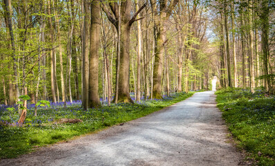 Path through flowering bluebells forest, Hallerbos Belgium.