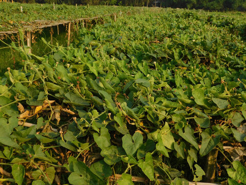 pointed gourd plant, pointed gourd, pointed gourd tree in india,	