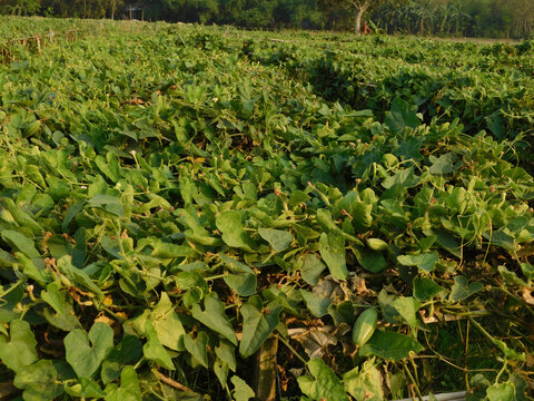 pointed gourd plant, pointed gourd, pointed gourd tree in india,	