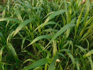 Obraz premium green grass in the wind 