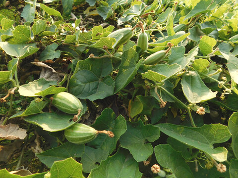 pointed gourd plant, pointed gourd, pointed gourd tree in india,	