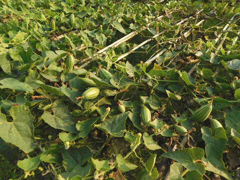 pointed gourd plant, pointed gourd, pointed gourd tree in india,	