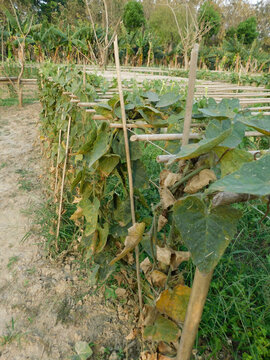 pointed gourd plant, pointed gourd, pointed gourd tree in india,	