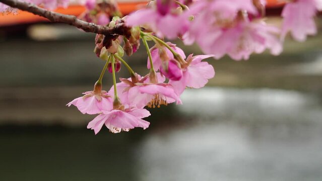 桜の花と日の出の風景です。桜の花が小刻みに震えます。桜の花は河津桜です。