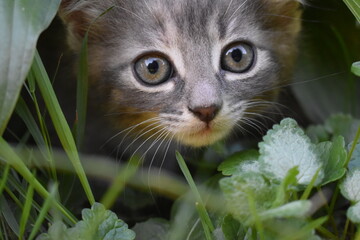 the muzzle of a gray kitten in the grass