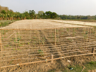 New generation of plants ready to grow on bamboo sticks