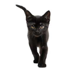 black cat isolated on white