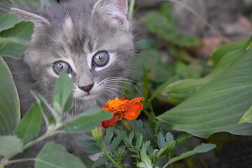 cat in the garden