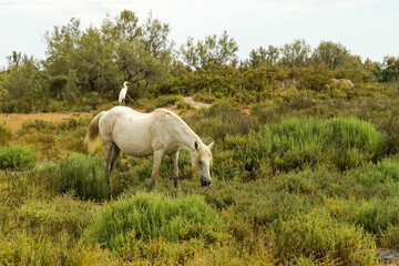 Camargue white horse with bird on its neck, traditional french breed of working horse, Camargue, France