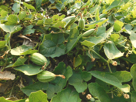 pointed gourd farming green field	
