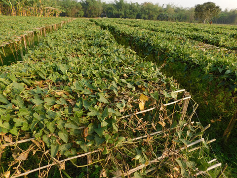 pointed gourd farming green field	