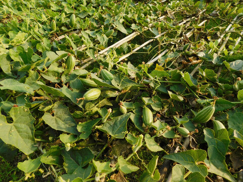 pointed gourd farming green field	