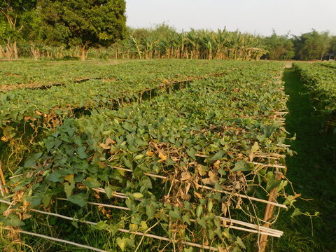 pointed gourd farming green field	