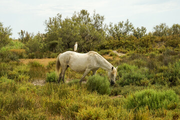 Obraz na płótnie Canvas Camargue white horse (Equus ferus caballus) with bird cattle egret on its back , traditional french breed of working horse, Camargue, France