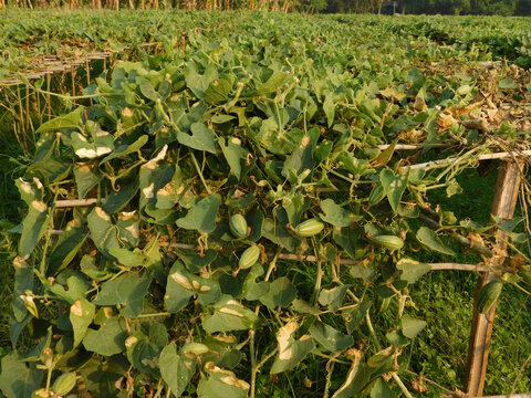 pointed gourd farming green field	