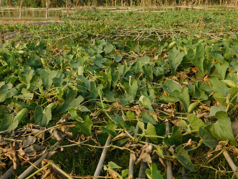 pointed gourd farming green field	