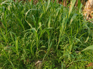 Obraz premium green grass background