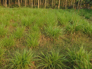 grass in the garden