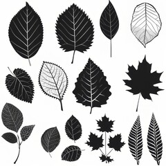 Clip art illustration with various types of leaf black color on a white background.	