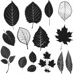 Obraz premium Clip art illustration with various types of leaf black color on a white background. 
