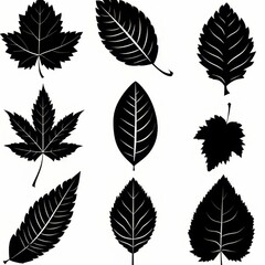 Obraz premium Clip art illustration with various types of leaf black color on a white background. 