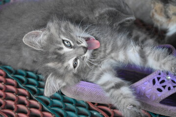The kitten shows its tongue