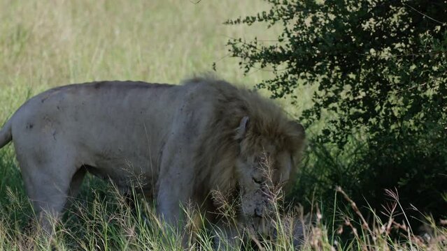 The white male lion of Kruger National Park