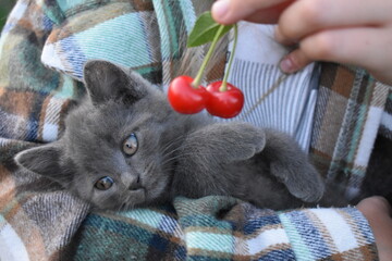 katenok with cherries