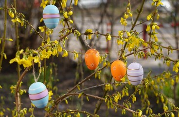 Forsythia branch with yellow flowers decorated with colorful Easter eggs, The concept of a holiday...