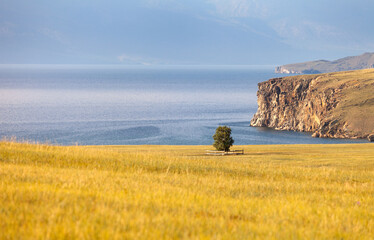 Baikal Lake in August. Beautiful landscape with lonely green birch tree on shore of bay in yellow...
