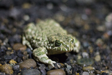Green frog on the ground. Close-up. Selective focus